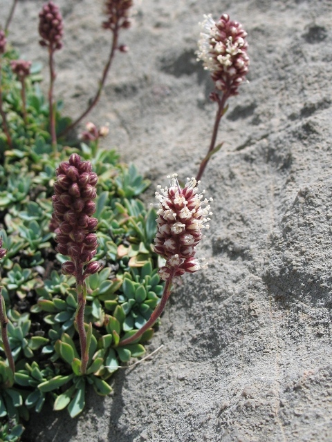 Petrophyton caespitosum